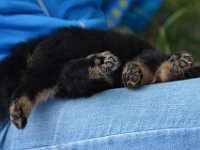 5,5 Wochen alt  Bes.: Caroline Bronnenmayer